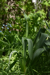 Allium aflatunense