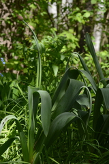 Allium aflatunense