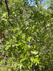 Quercus gambelii
