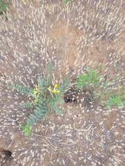 Astragalus longipetalus