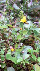 Vancouveria chrysantha