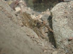 Austropotamobius pallipes