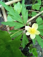 Anemonoides uralensis