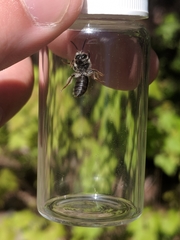 Andrena rufosignata
