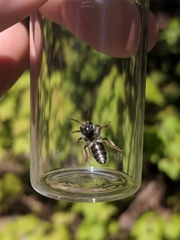 Andrena rufosignata