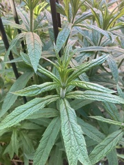 Veronicastrum