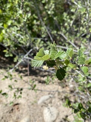 Cercocarpus montanus
