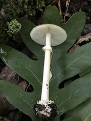Amanita solaniolens