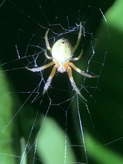Araneus detrimentosus