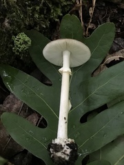 Amanita solaniolens