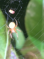 Araneus detrimentosus