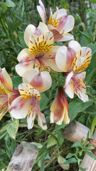 Alstroemeria aurea