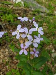 Hesperis pycnotricha