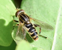 Anasimyia anausis