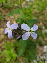 Hesperis pycnotricha