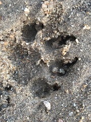 Civettictis civetta australis