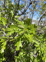 Quercus gambelii