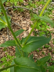 Hesperis pycnotricha