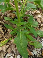 Hesperis pycnotricha