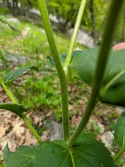 Hesperis pycnotricha