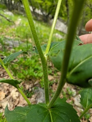 Hesperis pycnotricha