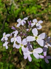 Hesperis pycnotricha