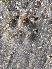 Civettictis civetta australis