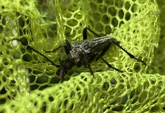 Stenocorus meridianus