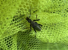 Stenocorus meridianus