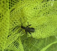 Stenocorus meridianus