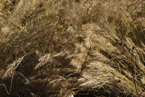 Image of Aristida junciformis by (c) Tony Rebelo, some rights reserved (CC BY-SA)