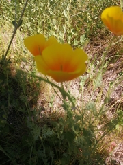 Eschscholzia californica