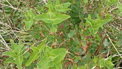 Hypericum foliosum