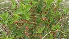 Hypericum foliosum