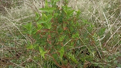 Hypericum foliosum