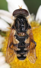 Parhelophilus flavifacies