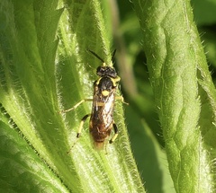 Macrophya succincta