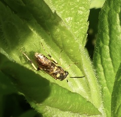 Macrophya succincta