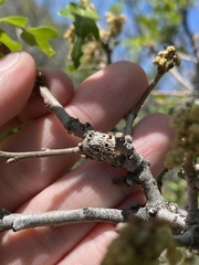 Callirhytis frequens