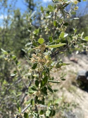 Cercocarpus montanus