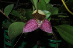 Masdevallia caudata