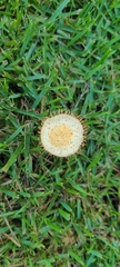Agrocybe retigera