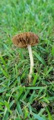 Agrocybe retigera