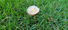 Agrocybe retigera