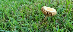 Agrocybe retigera
