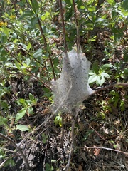 Malacosoma californica