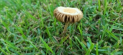 Agrocybe retigera
