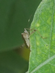 Burtinus notatipennis