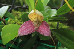 Masdevallia caudata