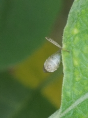 Burtinus notatipennis